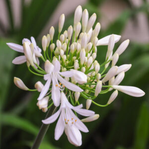 Midnight Tuberose